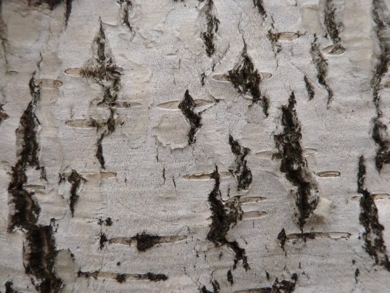 Береза бородавчатая кора