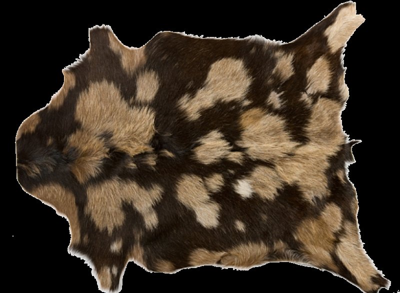 Шкура животного