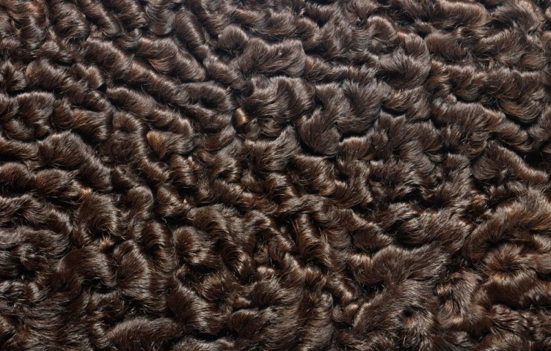 Каракуль Антика