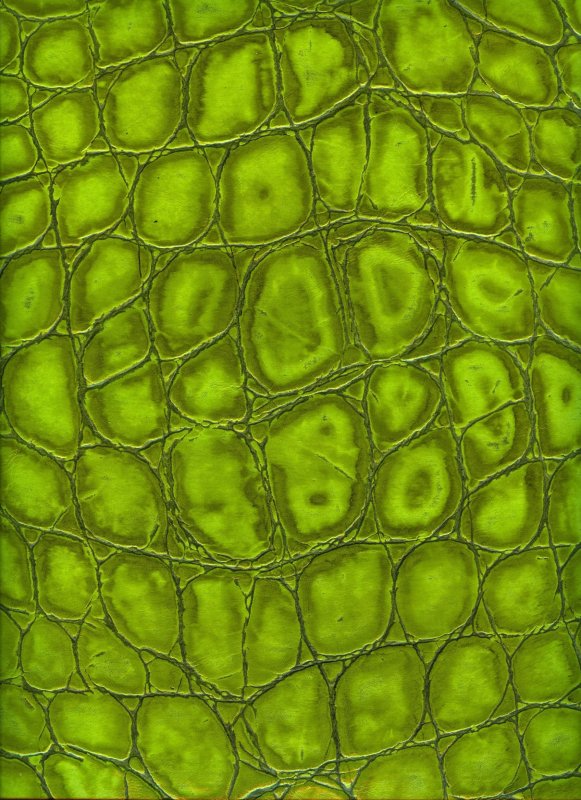 Фон Черепашки ниндзя панцирь