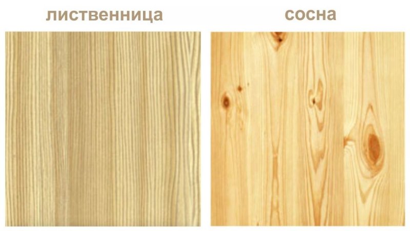 Сосна древесина