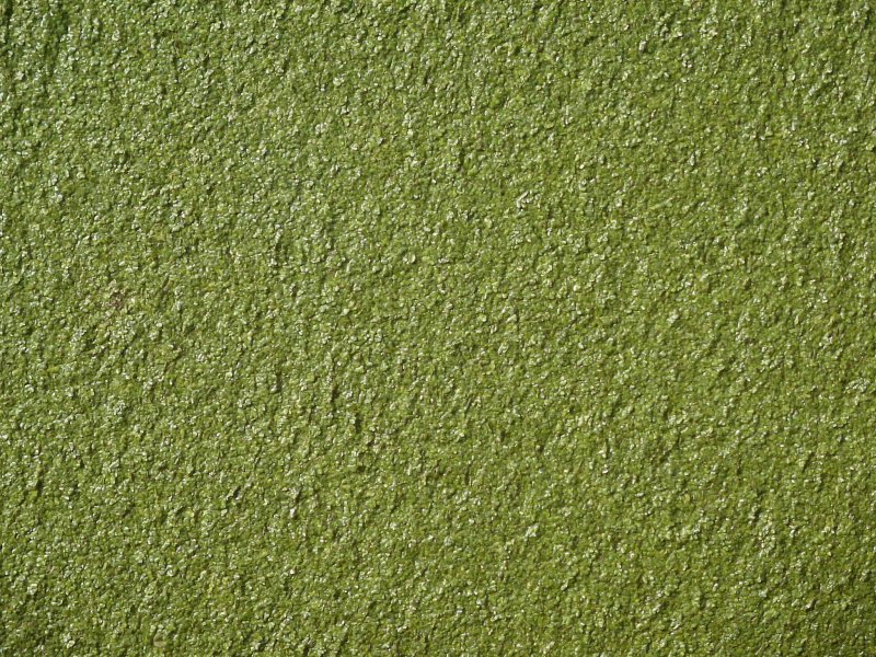 Болотный цвет фон