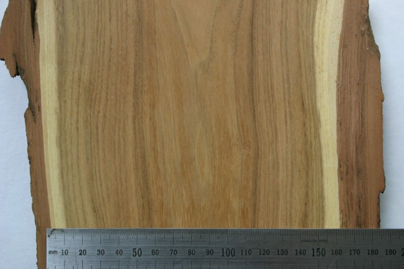 Граб структура древесины