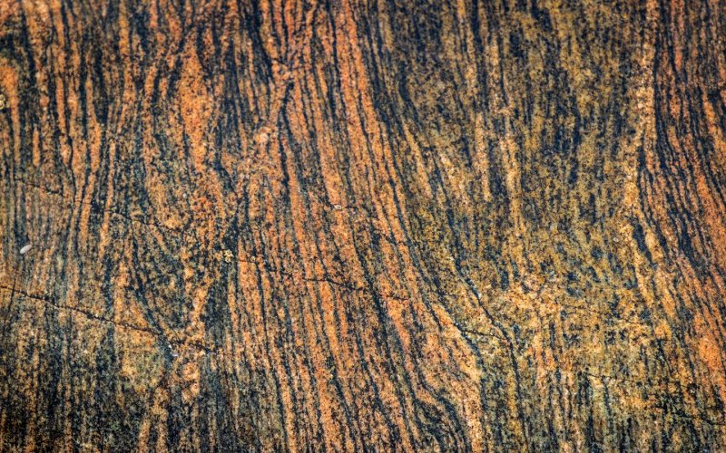 Текстура коры дерева