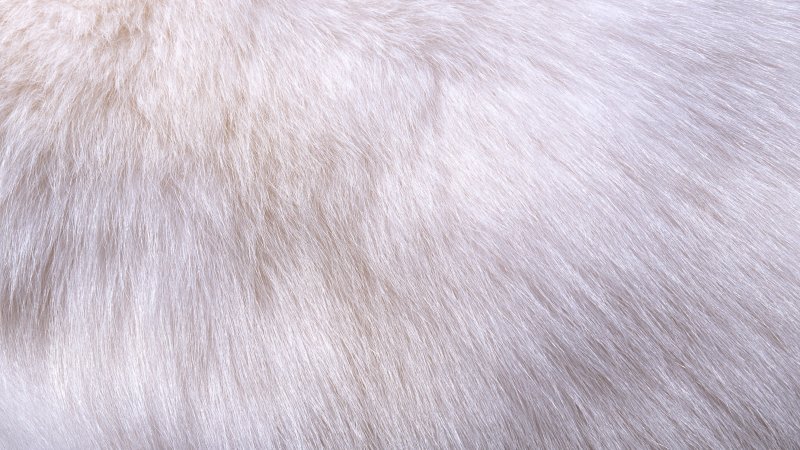 Текстура шерсти