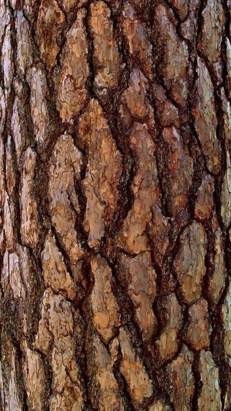 Кора дерева