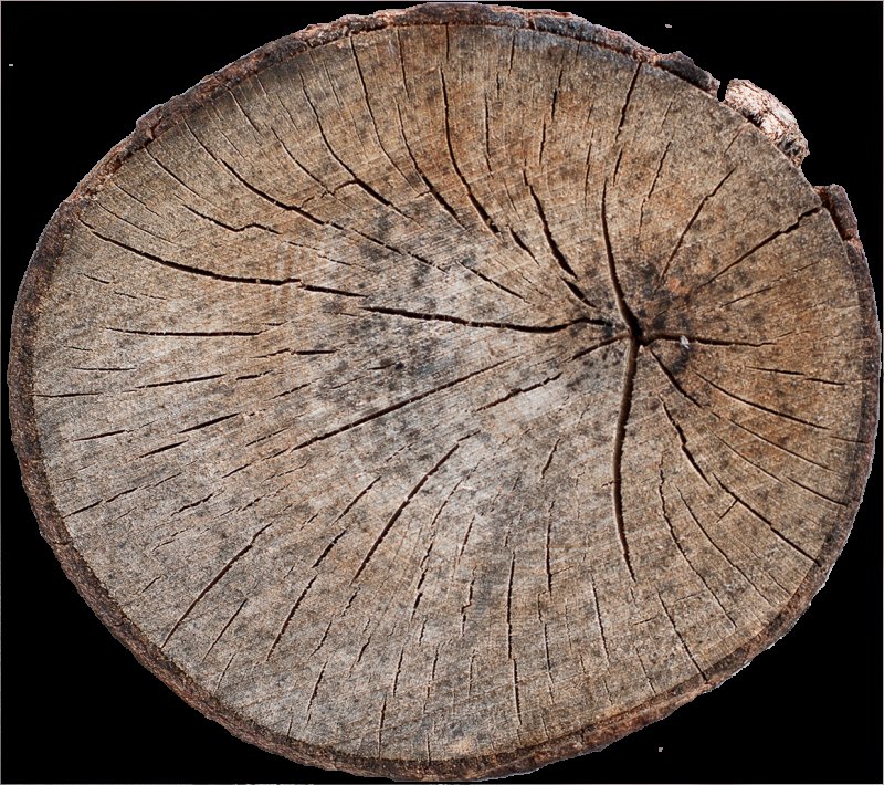 Круглый срез дерева