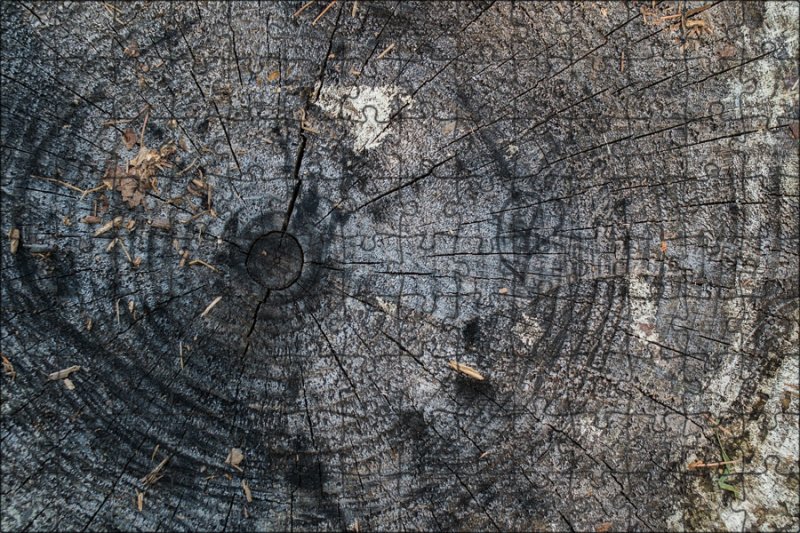 Текстура пня