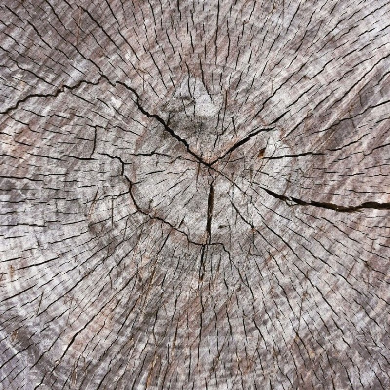 Срез дерева текстура