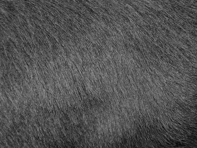 Фактура шерсти