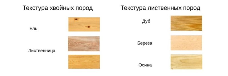 Текстура лиственных и хвойных пород древесины