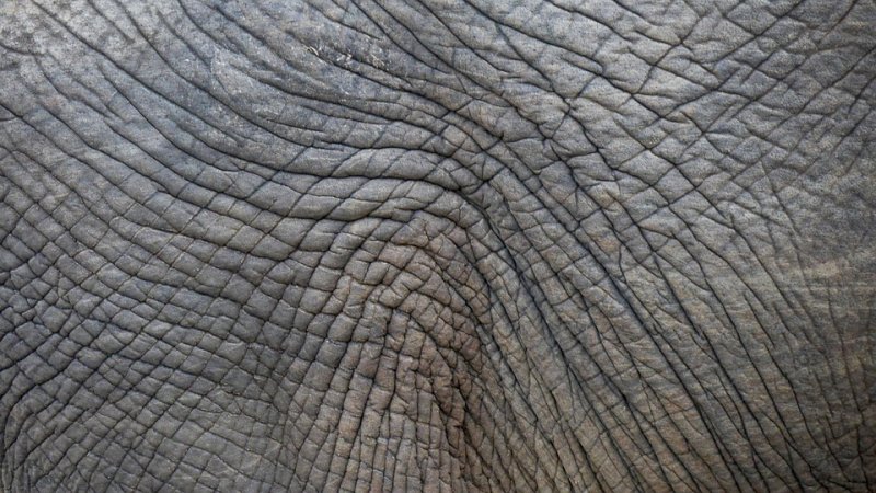 Кожа носорога