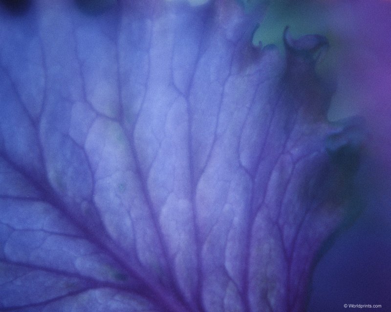 Текстура лепестка