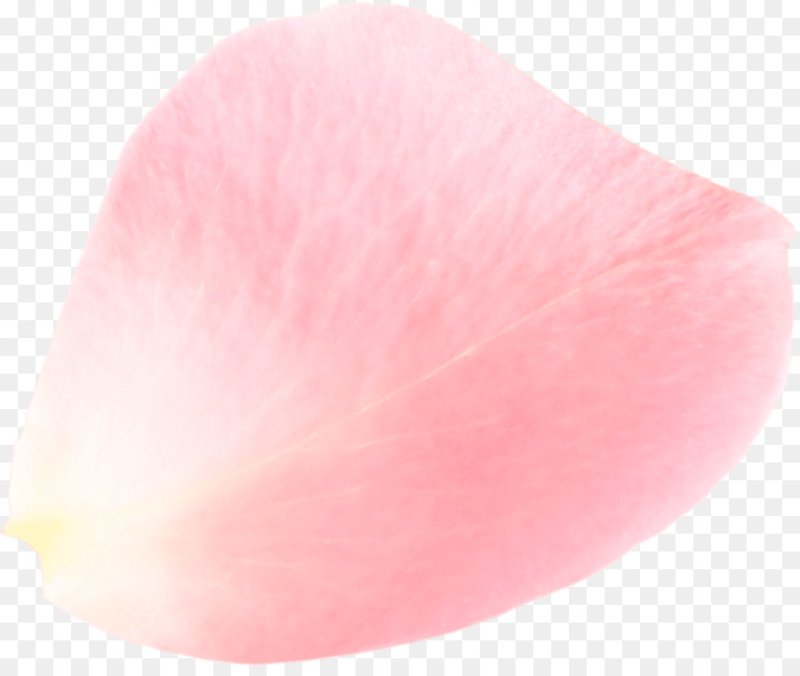 Прозрачные лепестки