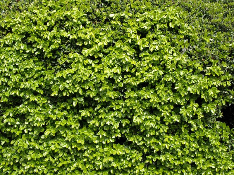 Самшит изгородь паттерн