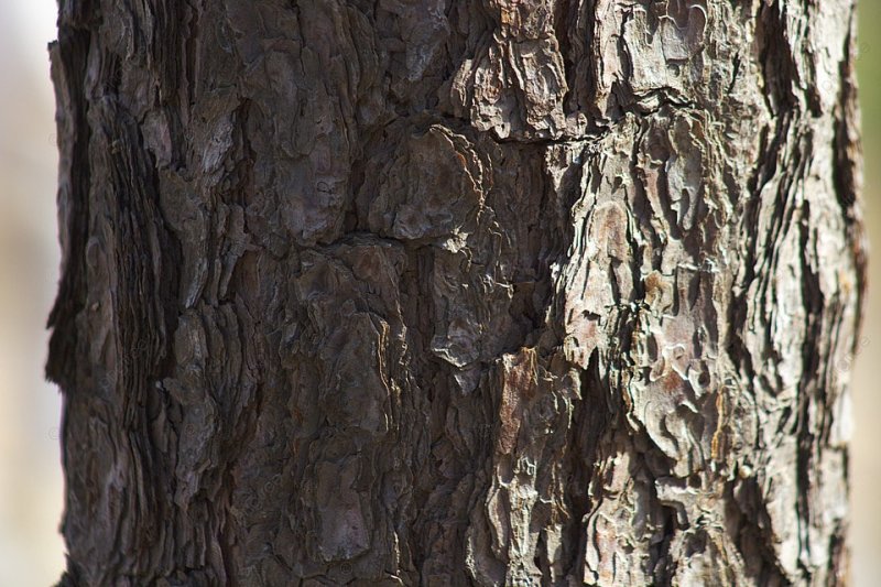 Текстура коры сосны
