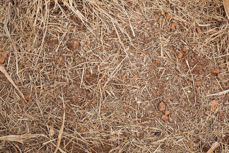 Иголки сосны опавшие