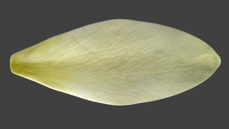 Лепесток цветка