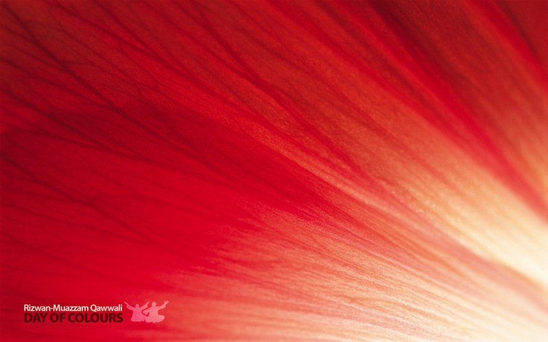 Текстура лепестка