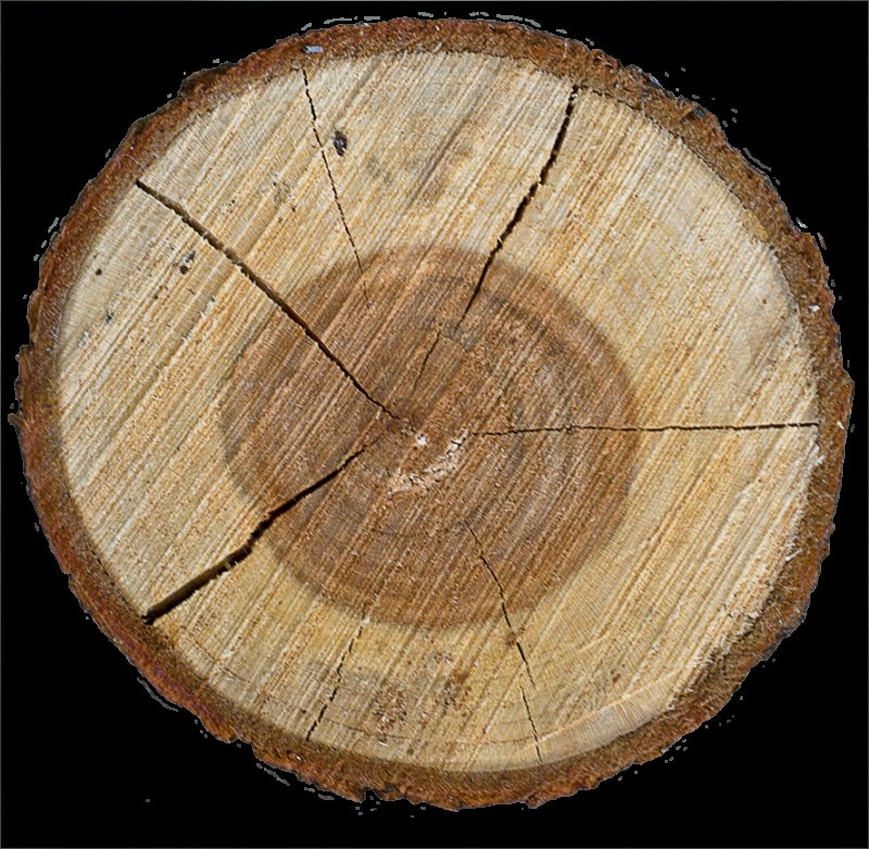 Спил дерева без фона