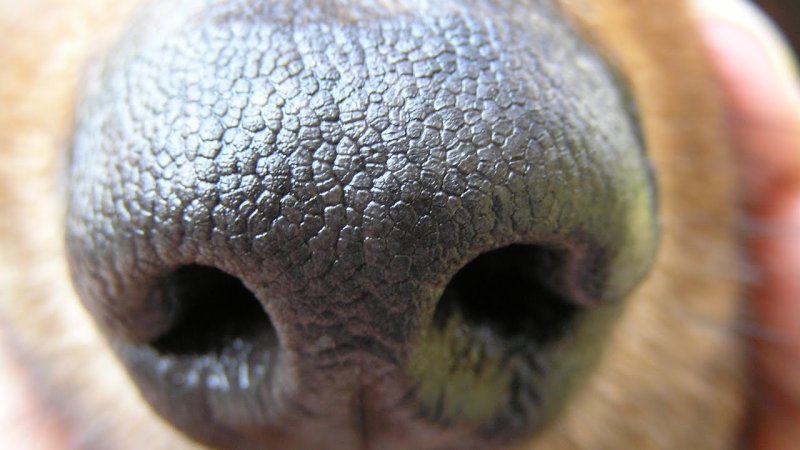 Носы животных