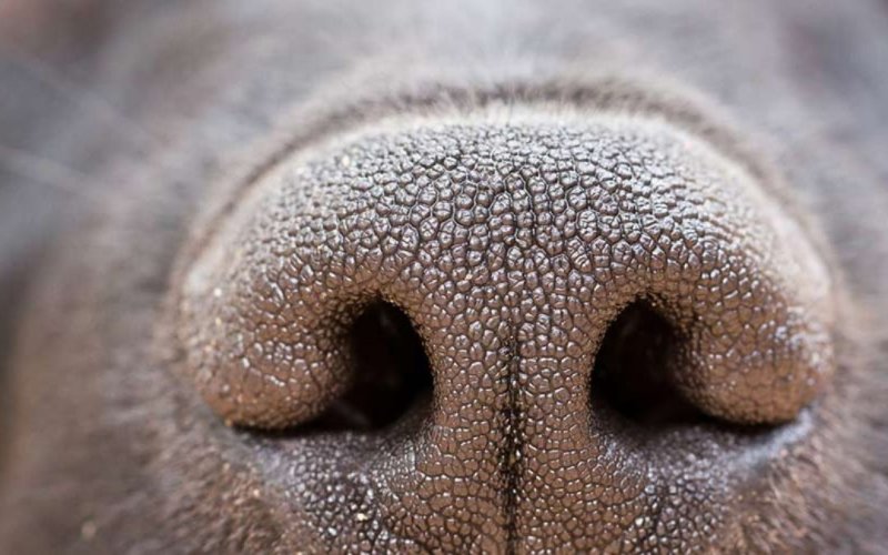 Собачий нос