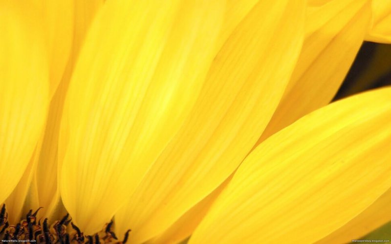 Желтые обои