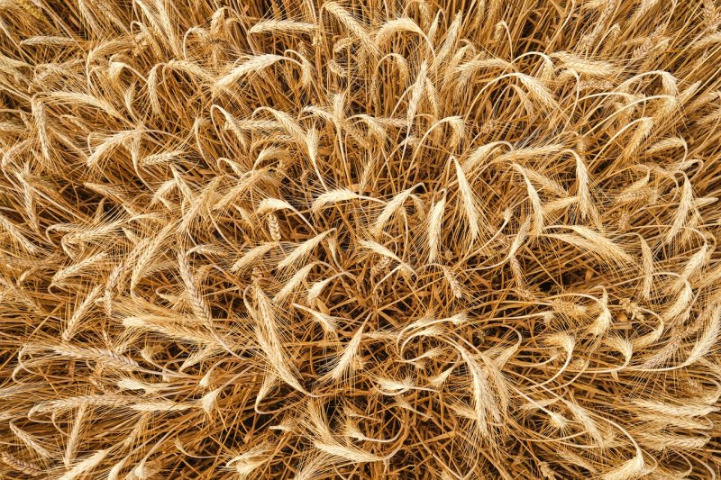 Злаки вид сверху