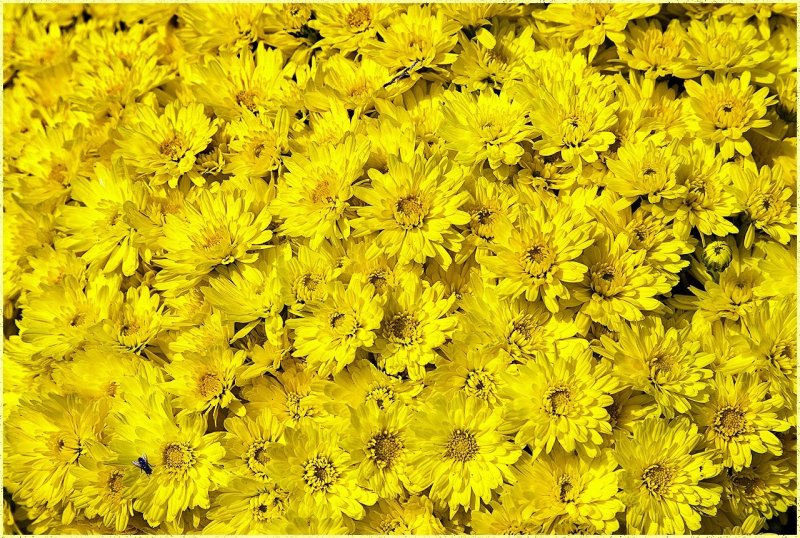 Жёлтые хризантемы