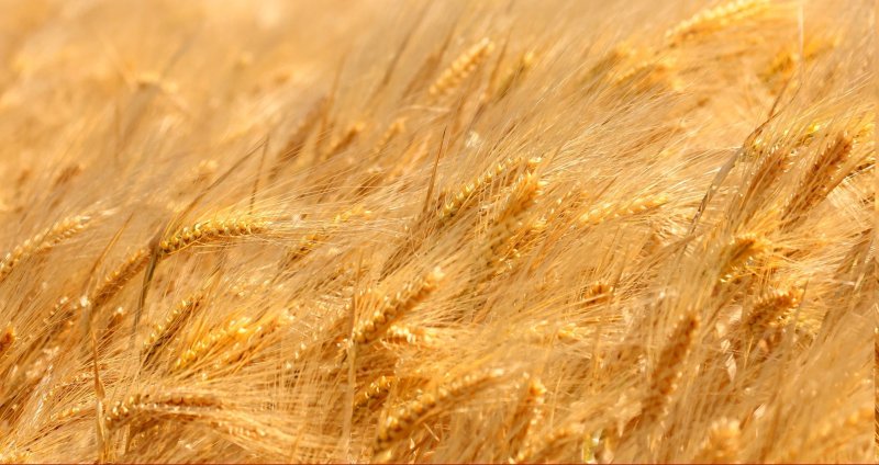 Пшеничное поле