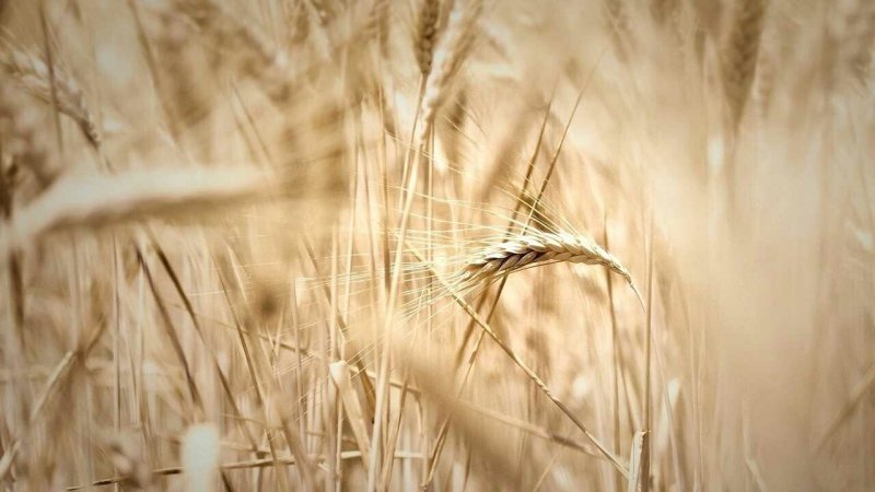 Поле с колосьями