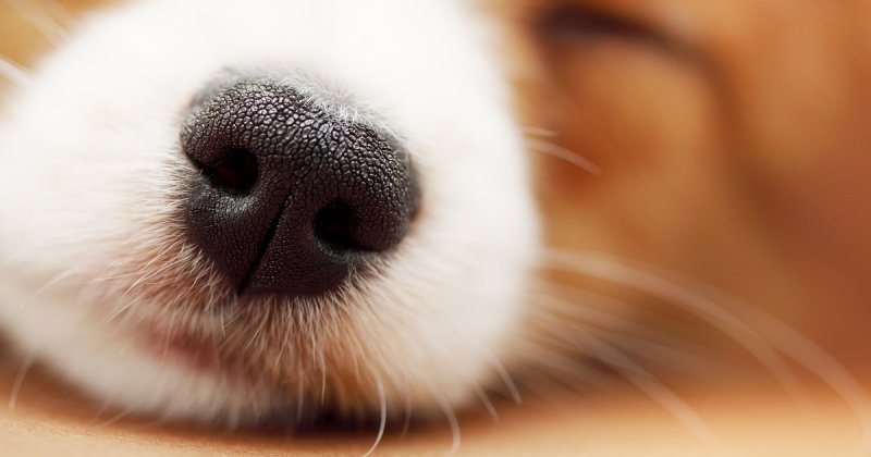 Собачий нос