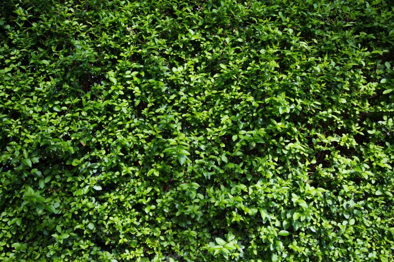 Кизильник Живая изгородь листья