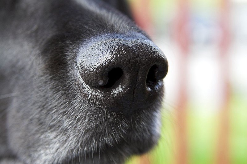 Нос собаки