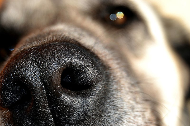 Носы животных