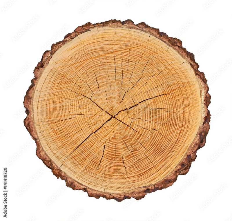 Срез дерева