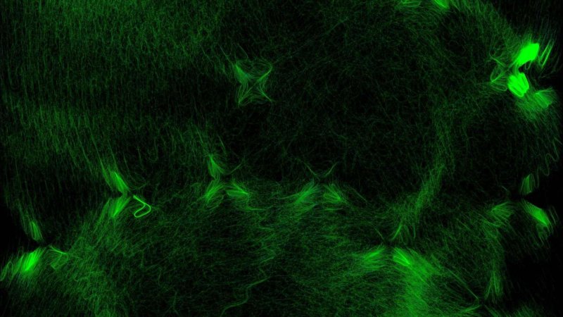 Черный зеленый