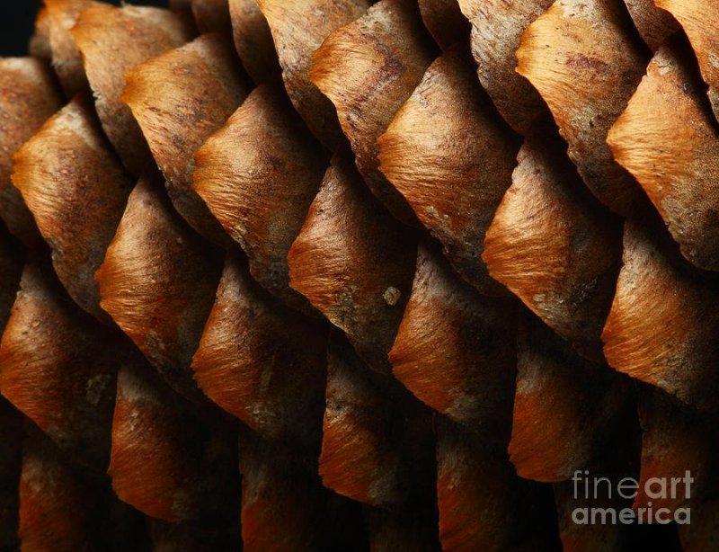 Шишка фактура