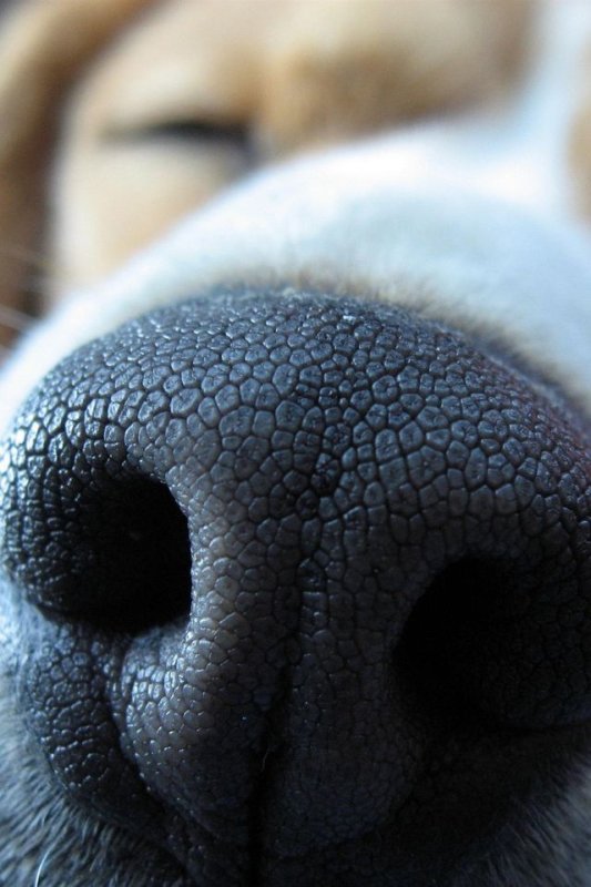 Красивый нос собаки