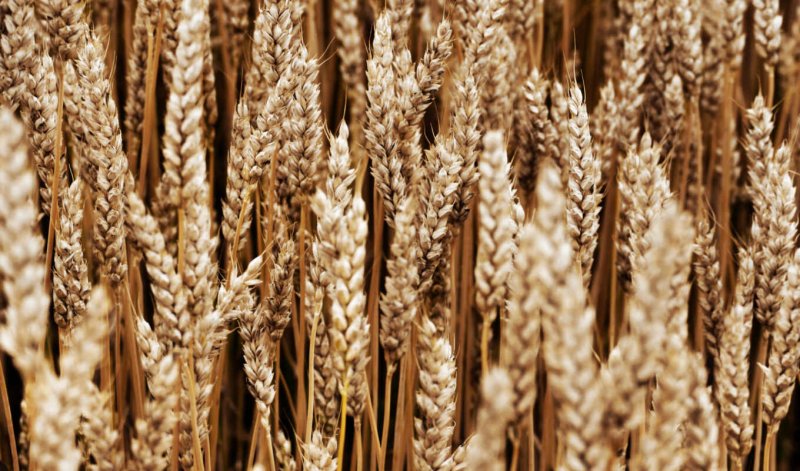 Колоски Zahozhiy