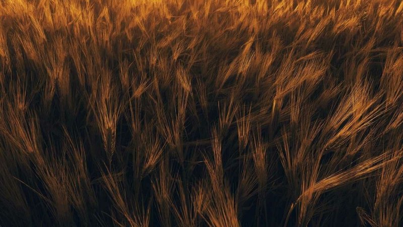 Поле с колосьями