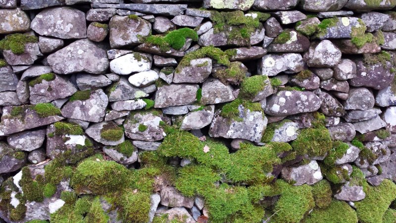 Замшелый булыжник