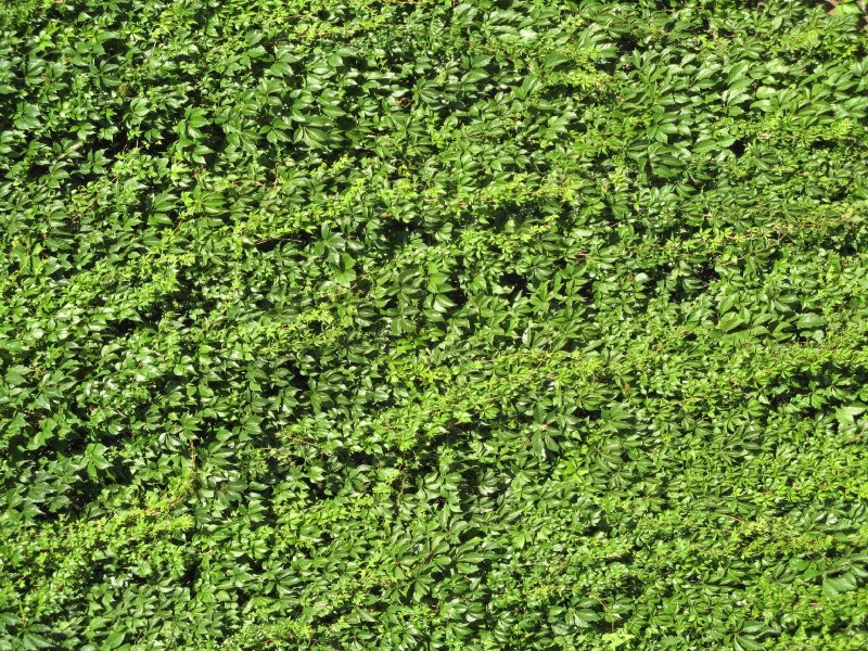 Самшит изгородь паттерн