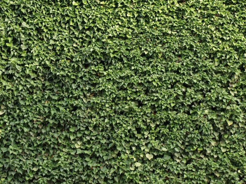 Живая изгородь текстура