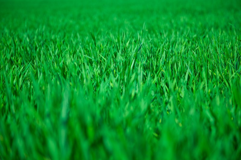 Трава вид сверху