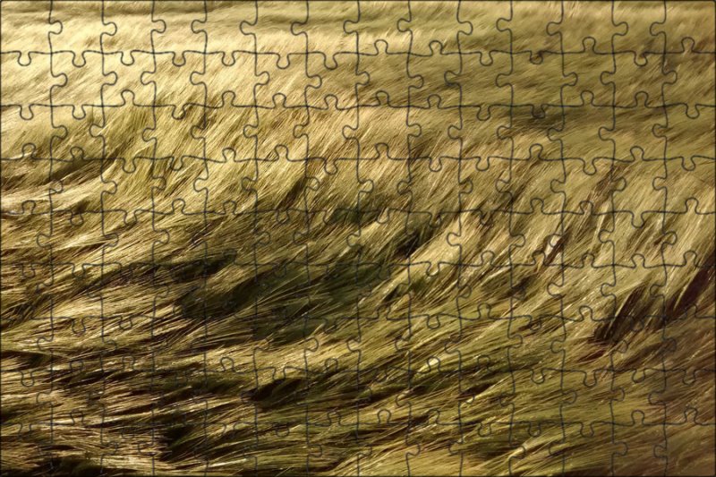 Колосья на ветру