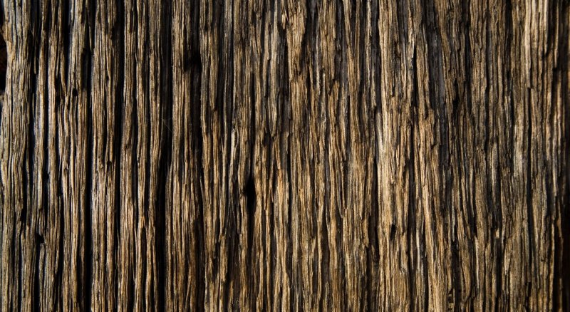 Фактура дерева