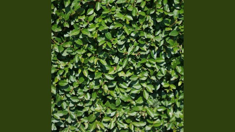 Кизильник Живая изгородь листья