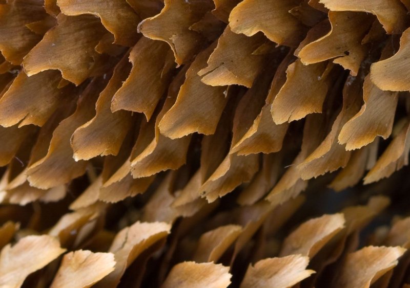 Фактура растений