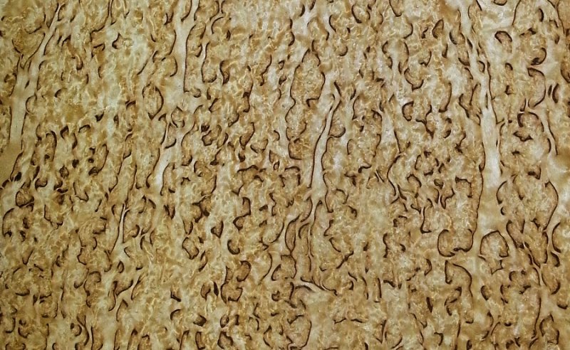 Кривая карельская береза